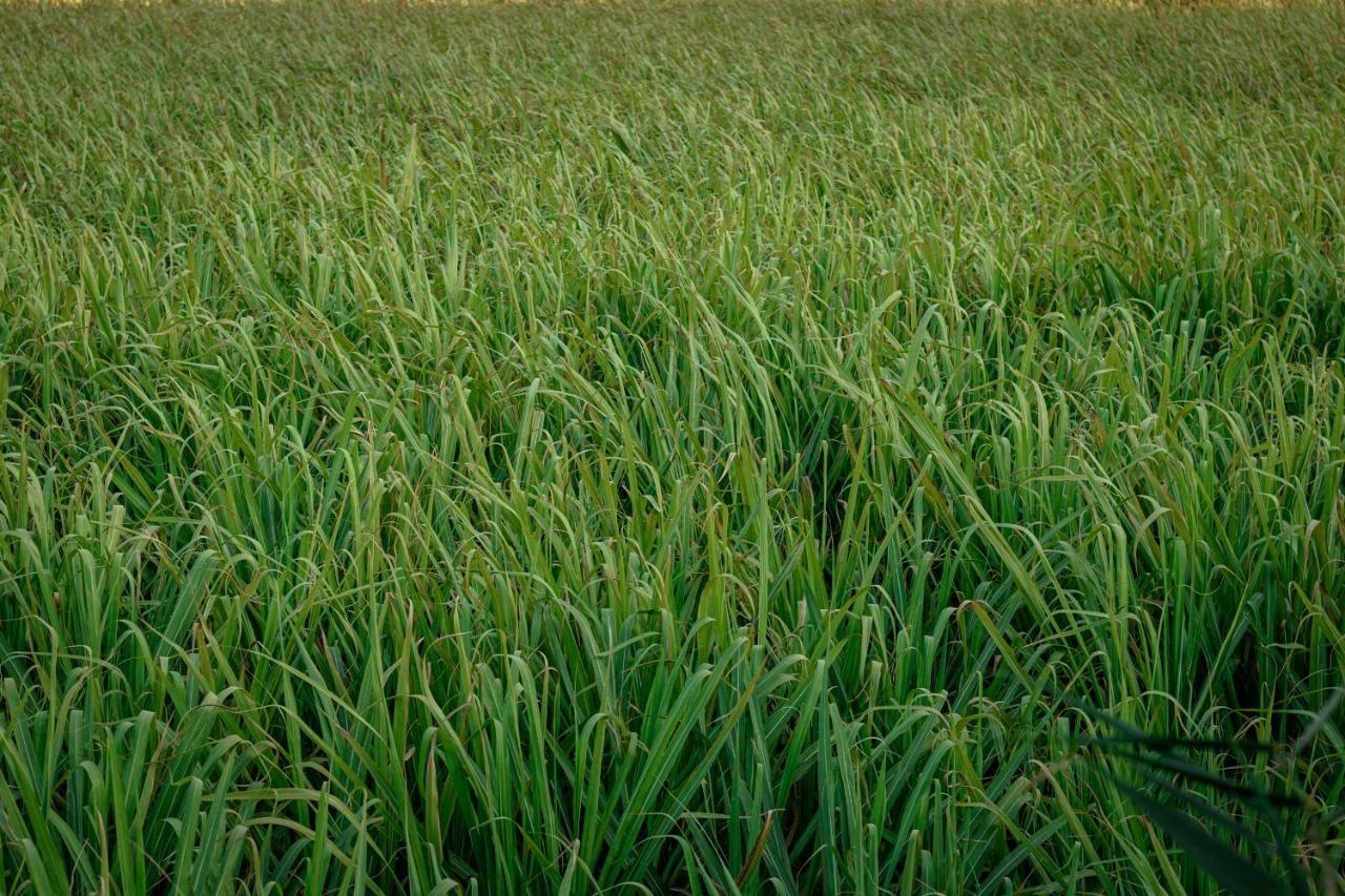 Las Jaras Aguas Termales La Garita Ngoại thất bức ảnh